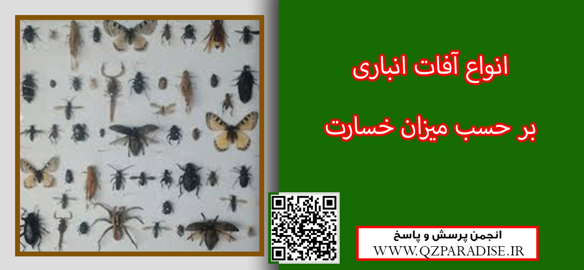 پاورپوینت آفات انباری