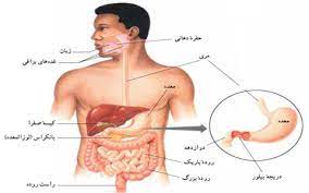 پاورپوینت با عنوان هضم وجذب در دستگاه گوارش