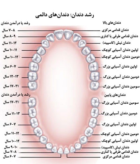 پاورپوینت آناتومی و مورفولوژی دندان